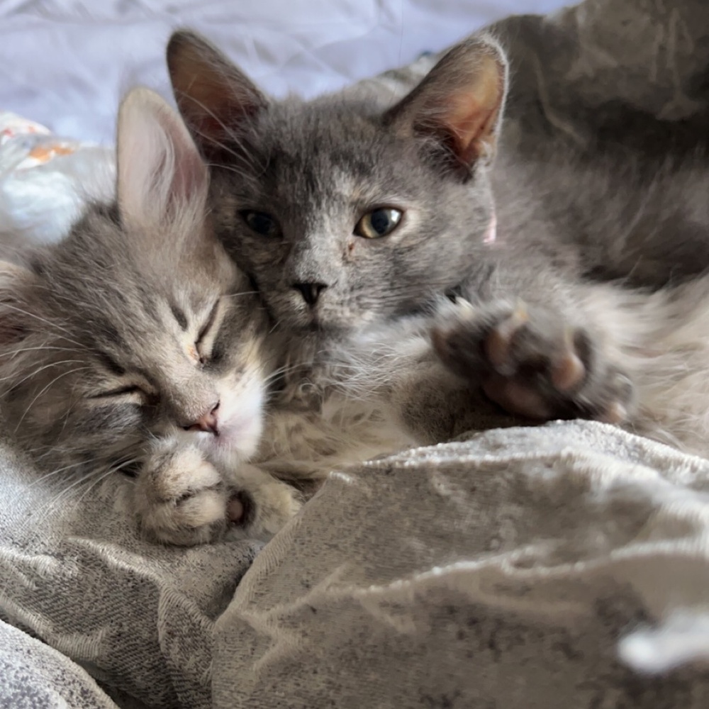 Meet your Posher, 🌸